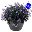 Bild von HP27 o.kl. Streptocarpus